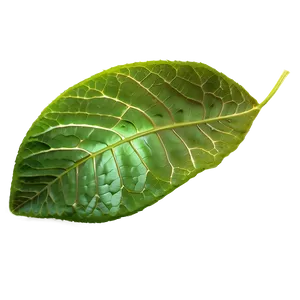 Leaf Overlay PNG Qml
