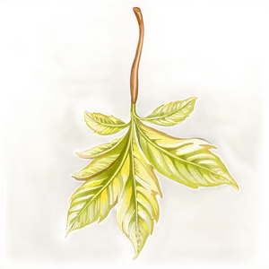 Leaf Pattern Detail PNG 05032024