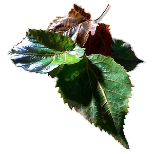 Leaf Pile In Sunlight PNG 06202024
