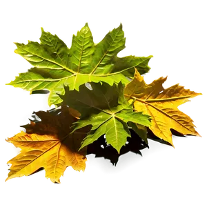 Leaf Pile In Sunlight PNG 55