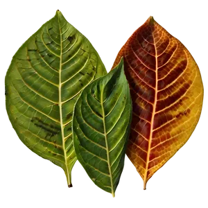 Leaf Print PNG 05032024