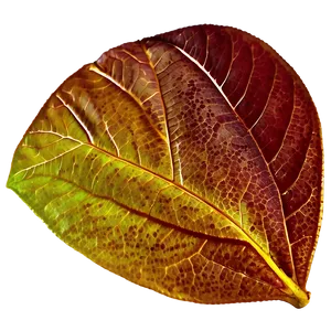 Leaf Print PNG 05032024