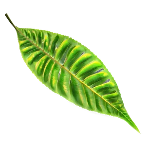 Leaf Shadow PNG 05032024