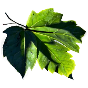 Leaf Shadow PNG Dsi