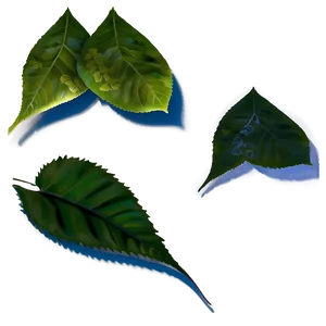 Leaf Shadow PNG Ots53