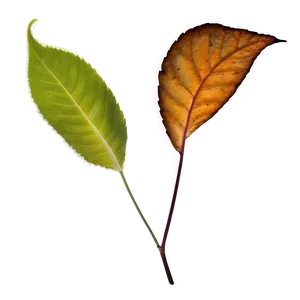 Leaf Shadow PNG Pwc65