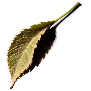 Leaf Shape PNG 05032024