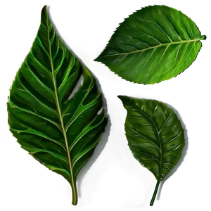 Leaf Shape PNG Oat42 PNG