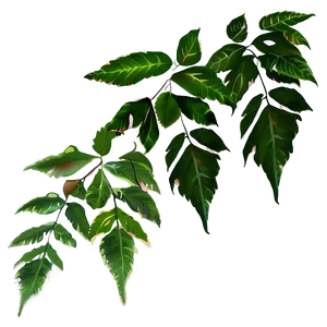 Leaf Silhouette PNG 05032024