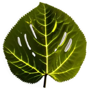 Leaf Silhouette PNG 63