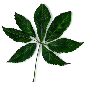 Leaf Silhouette PNG Asv