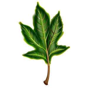 Leaf Sketch PNG Owg