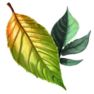 Leaf Sketch PNG Xeo63