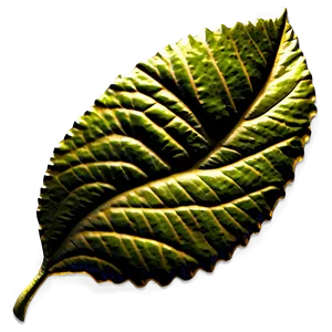 Leaf Stamp PNG Cde90