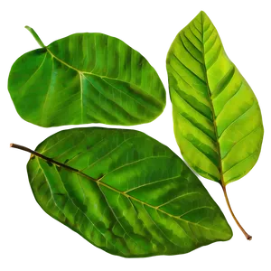 Leaf Texture PNG 05032024