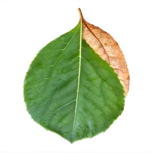 Leaf Texture PNG 43