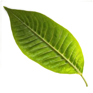 Leaf Texture PNG Jmm59