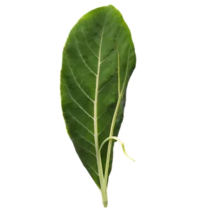 Leaf Texture Png Ugg28 PNG image