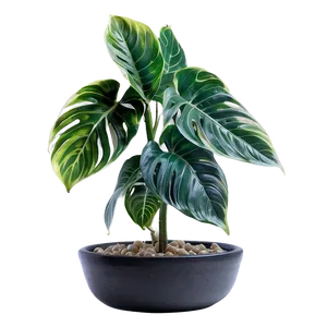 Leafy Floor Plant PNG 06282024 PNG