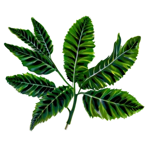 Leafy Plant PNG Wtl8