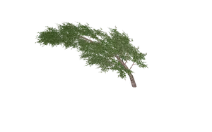 Leaning Tree Black Background