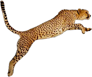 Leaping Cheetah Illustration PNG image