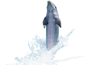 Leaping Dolphin Aqua Splash PNG image
