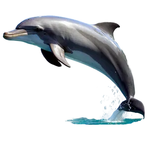 Leaping Dolphin Png 06252024 PNG image