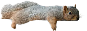 Leaping Squirrel Cutout.png PNG image