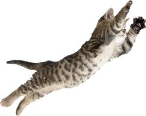Leaping Tabby Cat PNG image