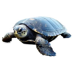 Leatherback Sea Turtle D PNG image