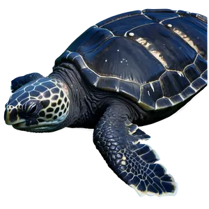 Leatherback Sea Turtle In Ocean PNG 06292024 PNG