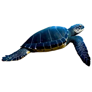 Leatherback Turtle Eco System PNG Jtu PNG