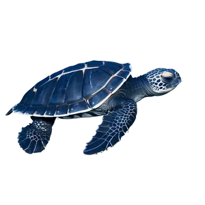 Leatherback Turtle Endangered Species PNG Iny56 PNG