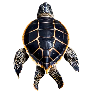 Leatherback Turtle Endangered Species PNG Ydp76 PNG