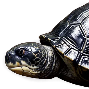 Leatherback Turtle Environmental Icon PNG 06292024