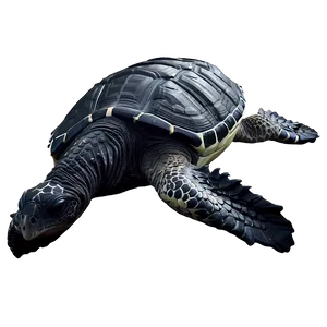 Leatherback Turtle Environmental Impact PNG Djw PNG