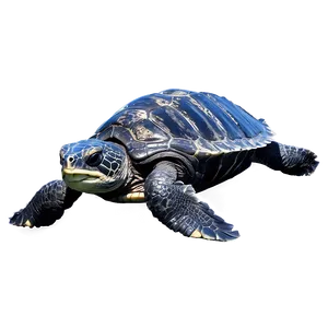 Leatherback Turtle Family PNG 06292024