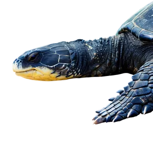 Leatherback Turtle Feeding Time PNG Lsv12 PNG