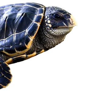 Leatherback Turtle Global Journey PNG Qqu5 PNG