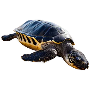 Leatherback Turtle Habitat Conservation PNG Sox PNG