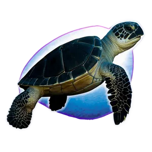 Leatherback Turtle In Moonlight PNG 06292024