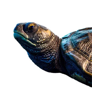 Leatherback Turtle In Moonlight PNG 13
