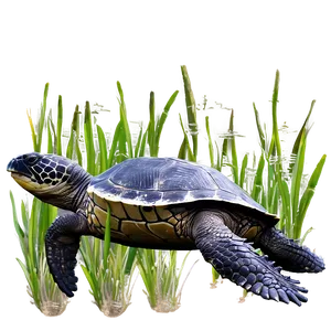Leatherback Turtle In Seagrass PNG 06292024