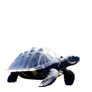 Leatherback Turtle In Sunlight PNG Cwf