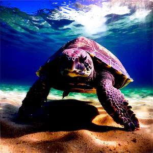 Leatherback Turtle In Sunlight PNG Uqn27 PNG