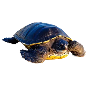 Leatherback Turtle Nesting Grounds PNG 06292024 PNG