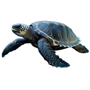 Leatherback Turtle Ocean Explorer PNG 06292024 PNG
