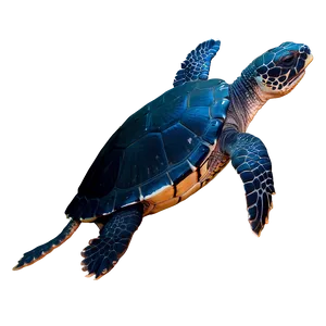 Leatherback Turtle Side View Png 73 PNG image