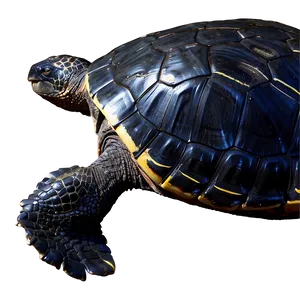 Leatherback Turtle Side View Png Ndp72 PNG image